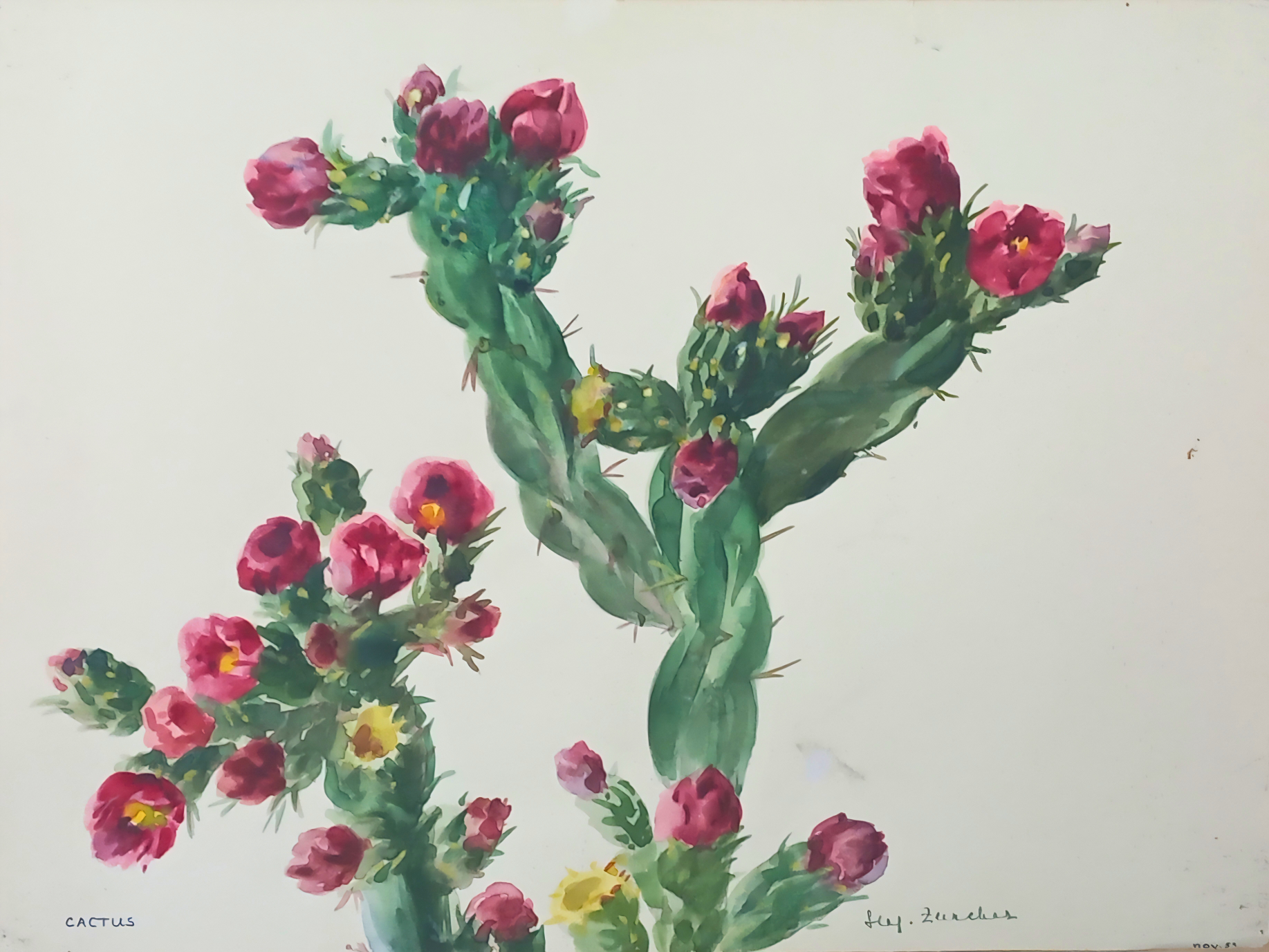 Botanical watercolour by Suz Zurcher of a prickly pear cactus with green pads, pink blooms and touches of yellow floral detail. 