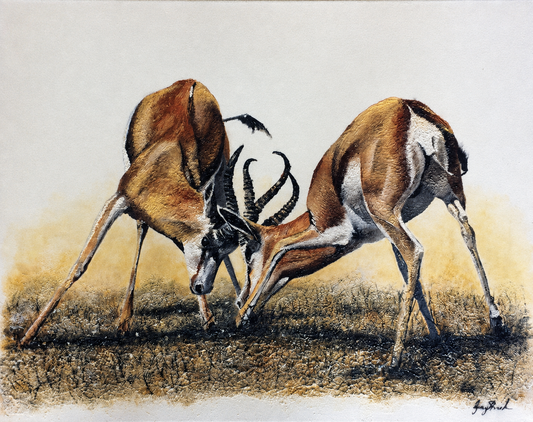 Original oil artwork featuring two springbok sparring with interlocked horns in a grassy landscape.
