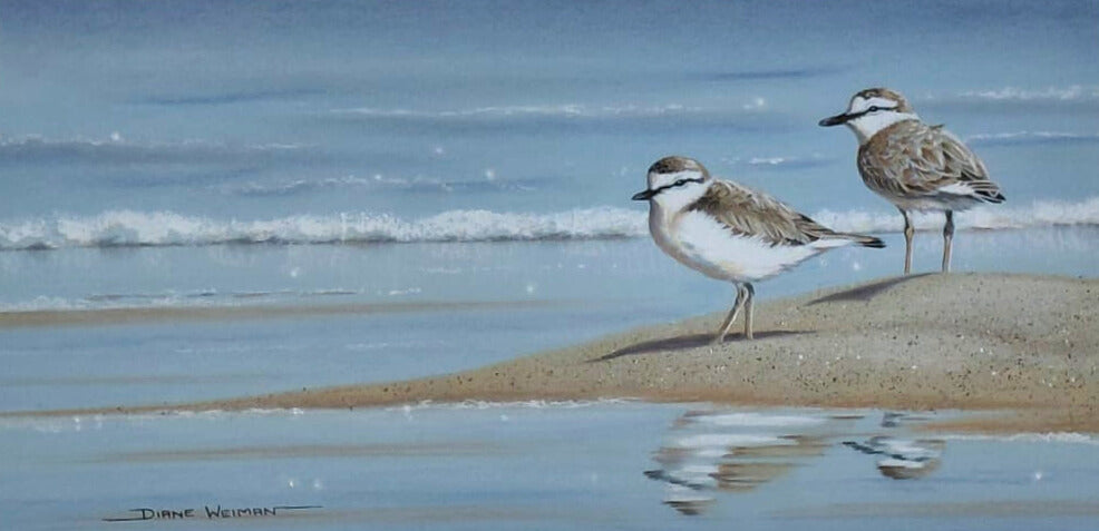 Pastel artwork of two plovers standing on a sandbank, with gentle waves and reflections in the water.