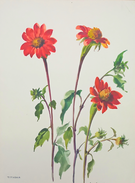 Botanical watercolour by Suz Zurcher of tithonia flowers with vivid red-orange blooms and fresh green leaves. 