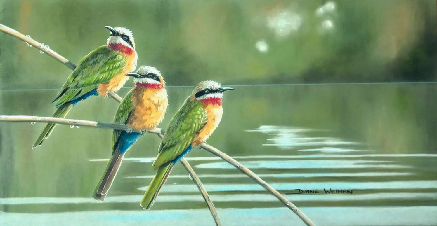 Pastel artwork of three white-fronted bee-eaters perched on reeds above water, painted with vibrant green, orange, and blue feathers against a soft green background.