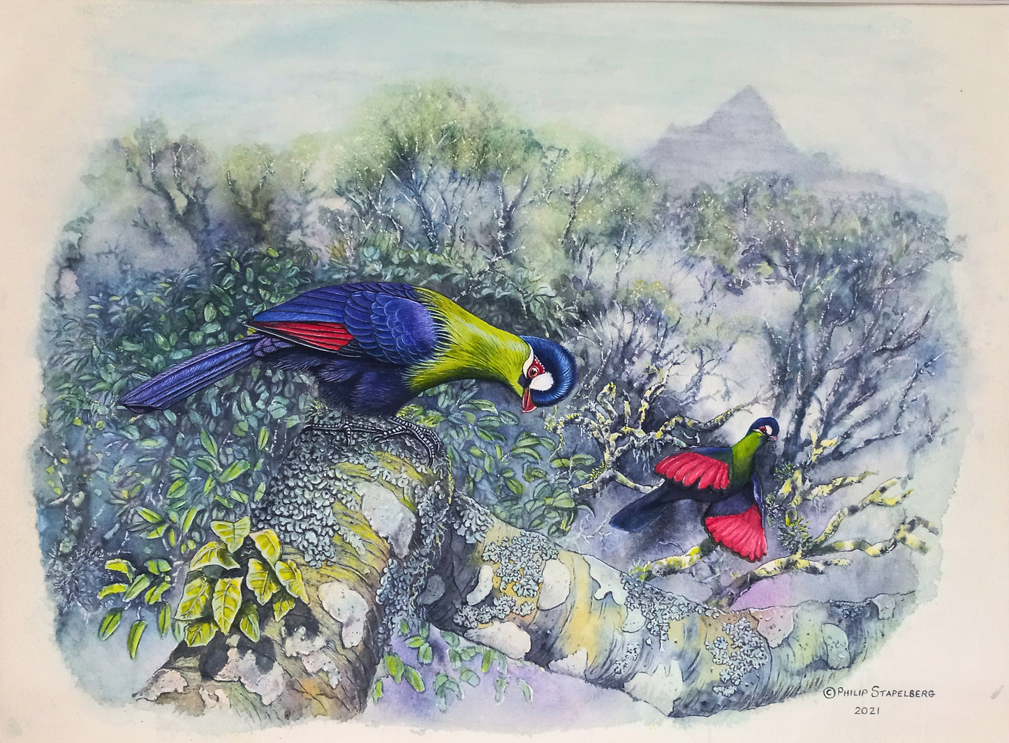 Philip Stapelberg original artwork featuring Knysna Turacos perched among mossy branches in a misty forest landscape.