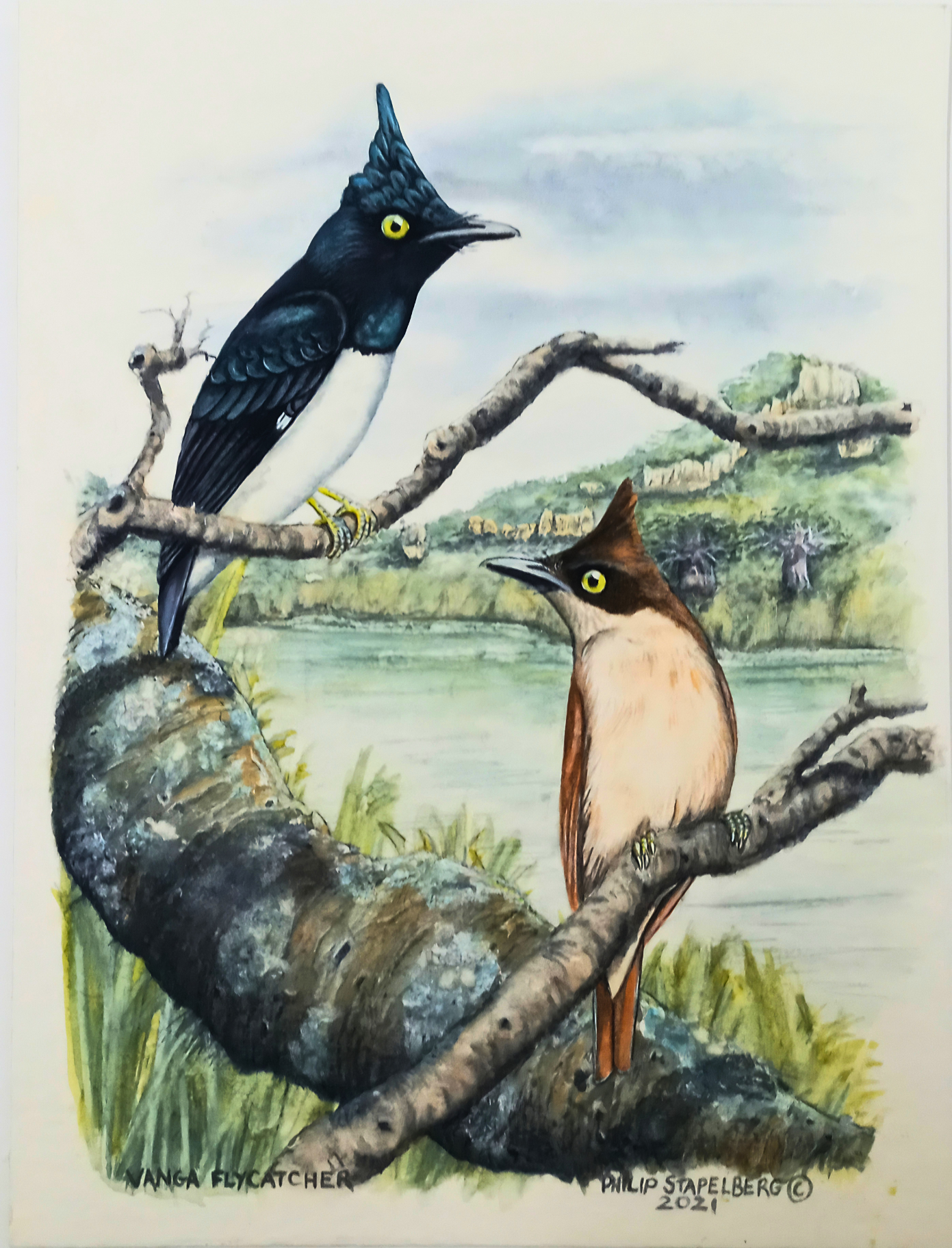 Philip Stapelberg original artwork featuring a Vanga Flycatcher pair perched on branches beside a soft natural water landscape.