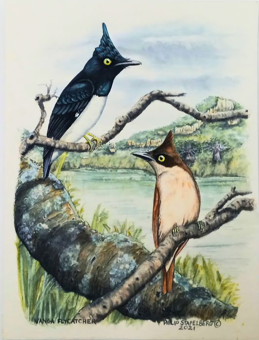 Philip Stapelberg original artwork featuring a Vanga Flycatcher pair perched on branches beside a soft natural water landscape.