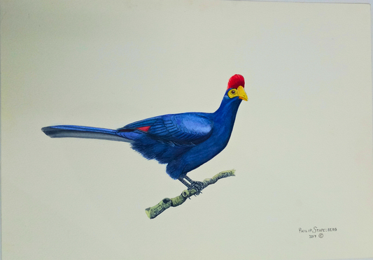 Philip Stapelberg original artwork featuring a Violet Turaco with vivid blue plumage, red crest and yellow beak perched on a branch.