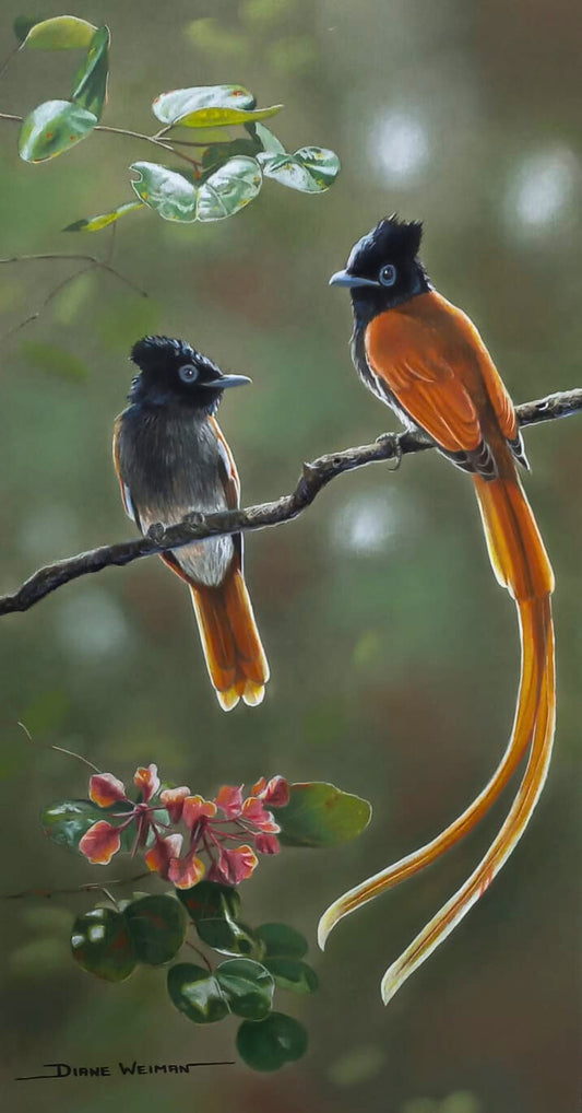 Paradise Flycatcher