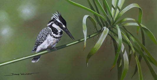 Pied Kingfisher