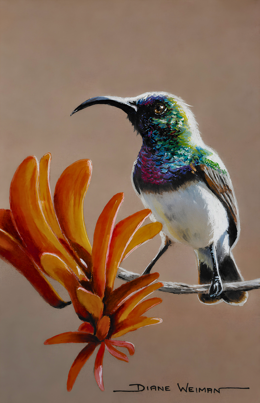 Original artwork featuring a colourful sunbird perched beside vibrant orange aloe flowers against a warm neutral background.