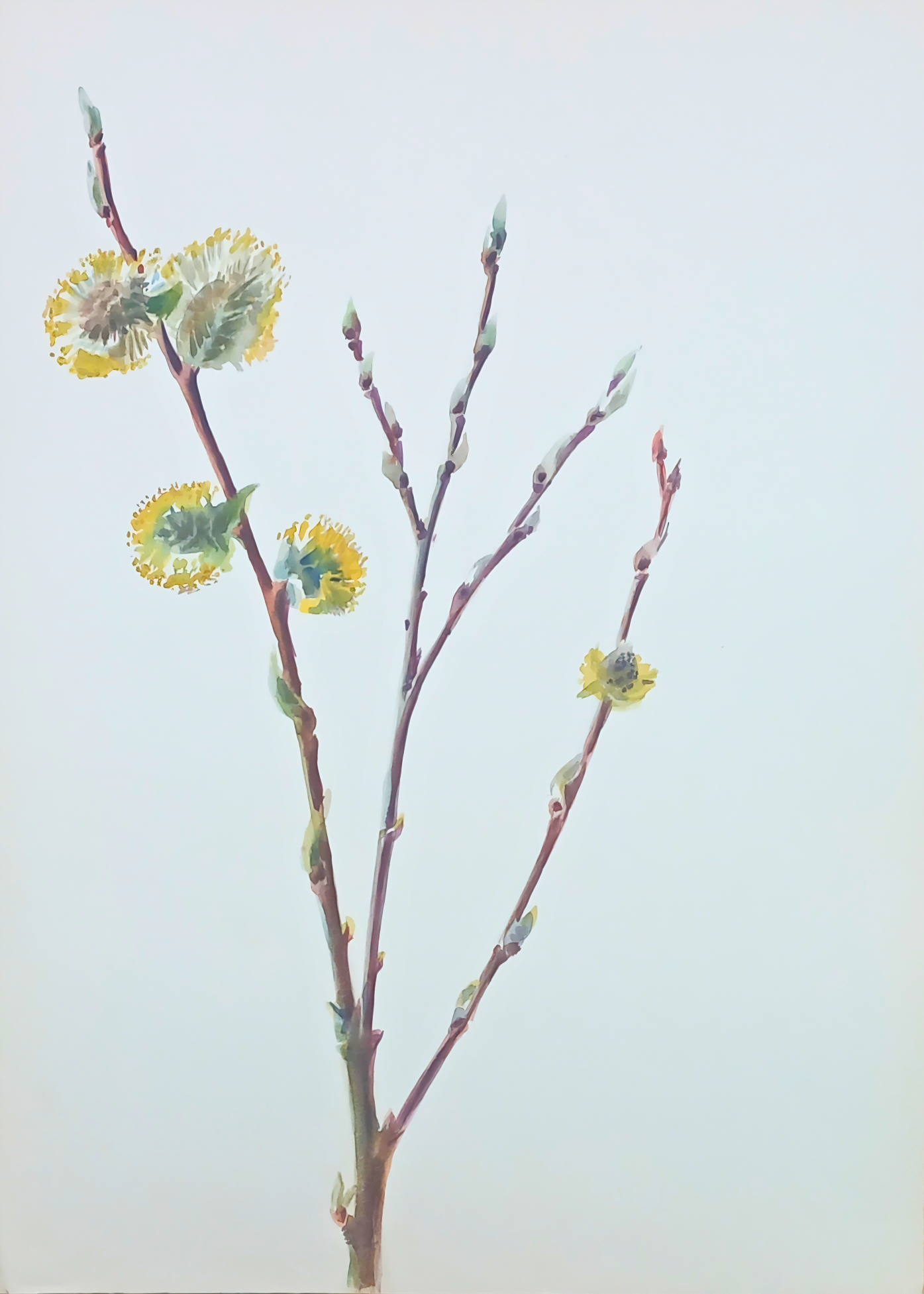 Delicate botanical watercolour by Suz Zurcher of willow catkins and budding branches in soft yellow, green and mauve tones. 