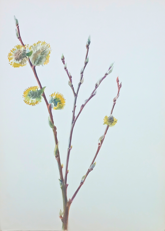 Delicate botanical watercolour by Suz Zurcher of willow catkins and budding branches in soft yellow, green and mauve tones. 
