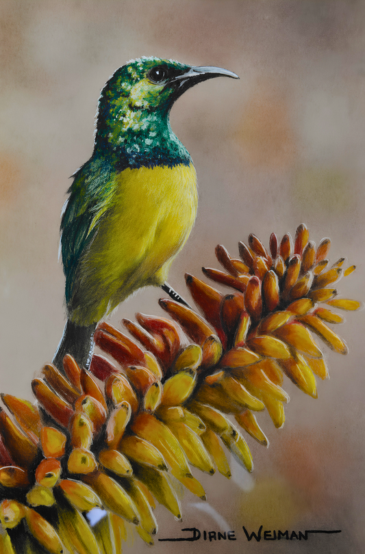 Original artwork featuring a yellow-breasted sunbird perched among golden aloe flowers against a softly blended natural background.