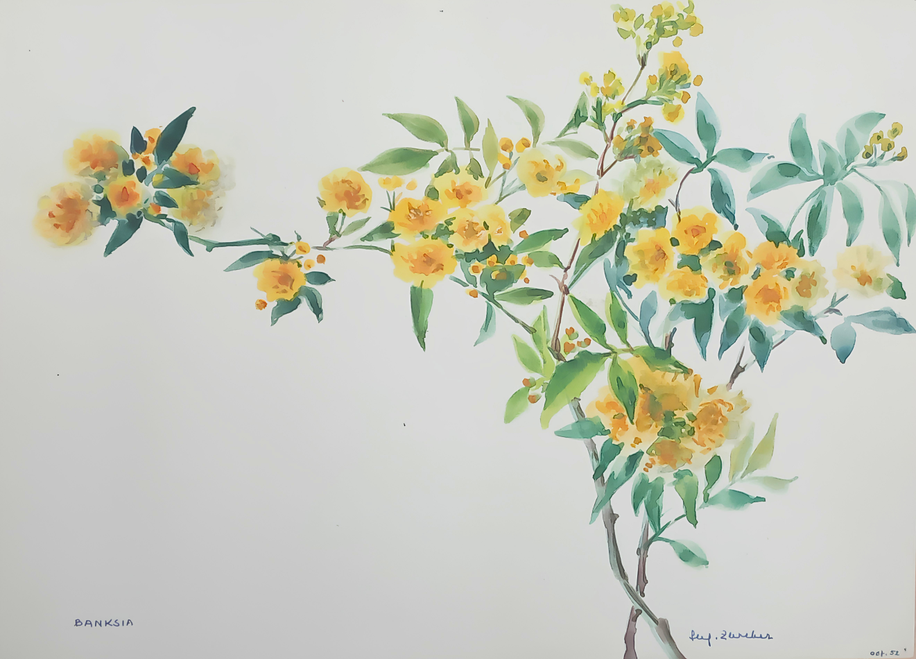 Botanical watercolour by Suz Zurcher of a banksia branch with yellow blossoms and soft green foliage.