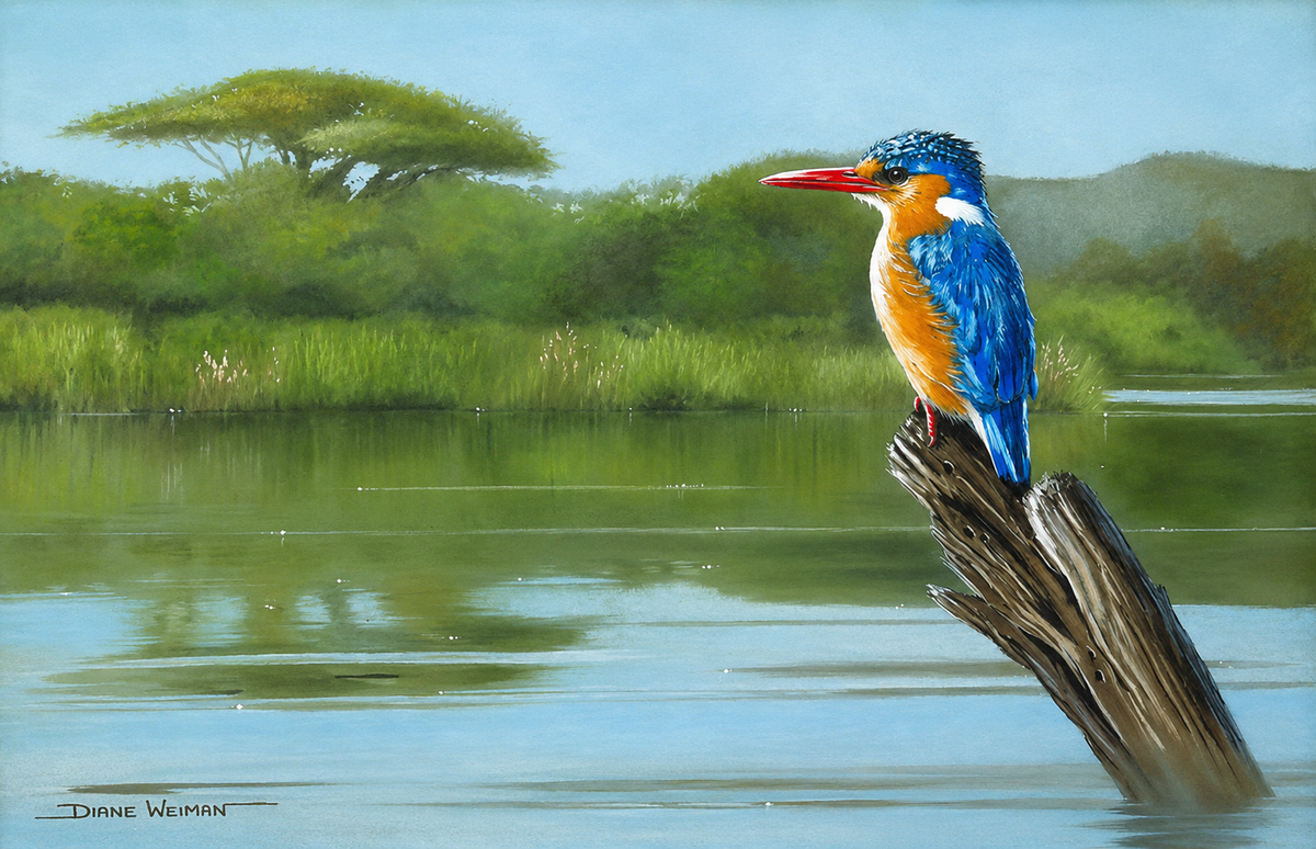 Malachite Kingfisher original pastel bird artwork by Diane Weiman depicting a colourful kingfisher perched beside water