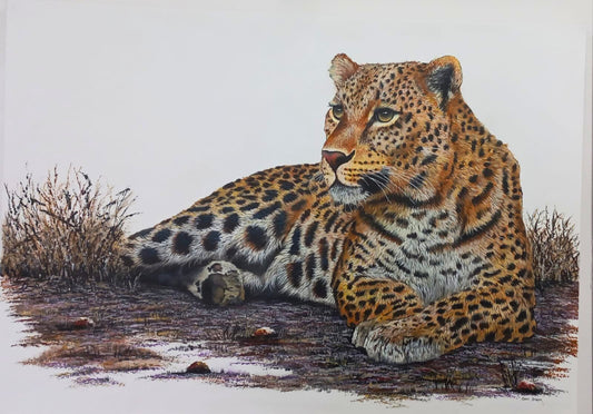 Resting Leopard