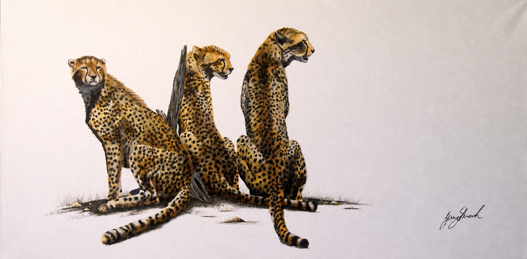 Gary Streak original oil painting on stretched canvas depicting three alert cheetahs seated together against a neutral background