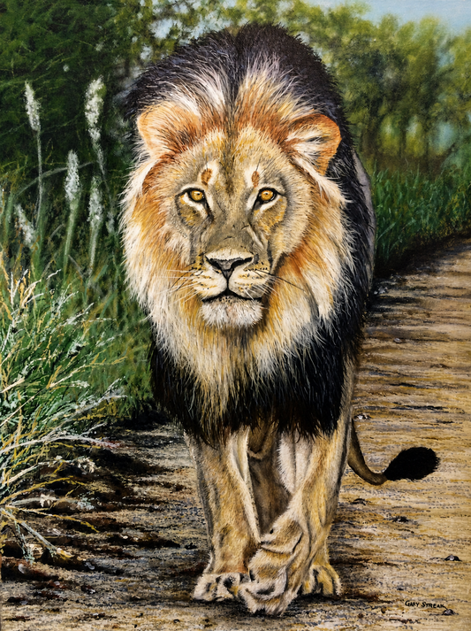 Gary Streak original oil painting on stretched canvas depicting a male lion walking directly towards the viewer along a natural path
