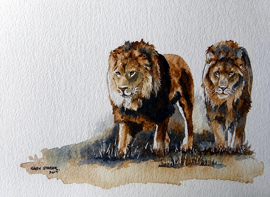 Gary Streak original watercolour artwork on artist paper depicting two mature male lions standing together against a softly painted neutral background