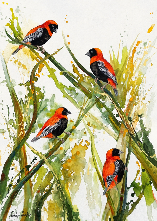 Penelope Hunter original acrylic painting on stretched canvas depicting four red and black birds perched among tall green reeds