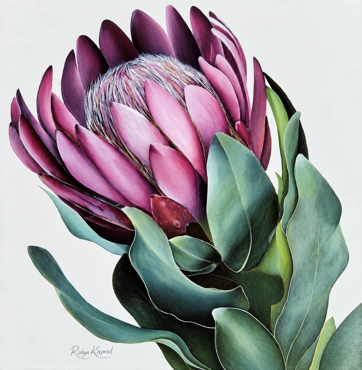 Robyn Kapral art print on stretched canvas featuring a detailed pink protea flower with layered petals and grey-green foliage