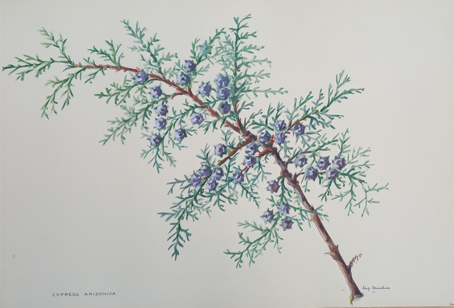 Suz Zurcher original watercolour artwork on artist paper depicting an Arizona cypress branch with blue-green foliage and rounded cones