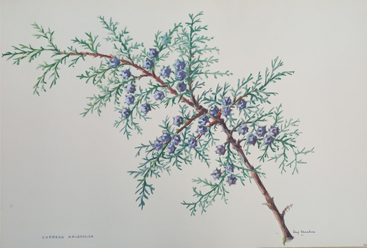 Suz Zurcher original watercolour artwork on artist paper depicting an Arizona cypress branch with blue-green foliage and rounded cones