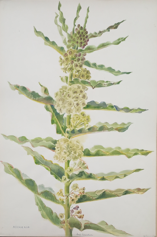 Suz Zurcher original watercolour artwork on artist paper depicting Asclepias milkweed with pale flower clusters and patterned green leaves