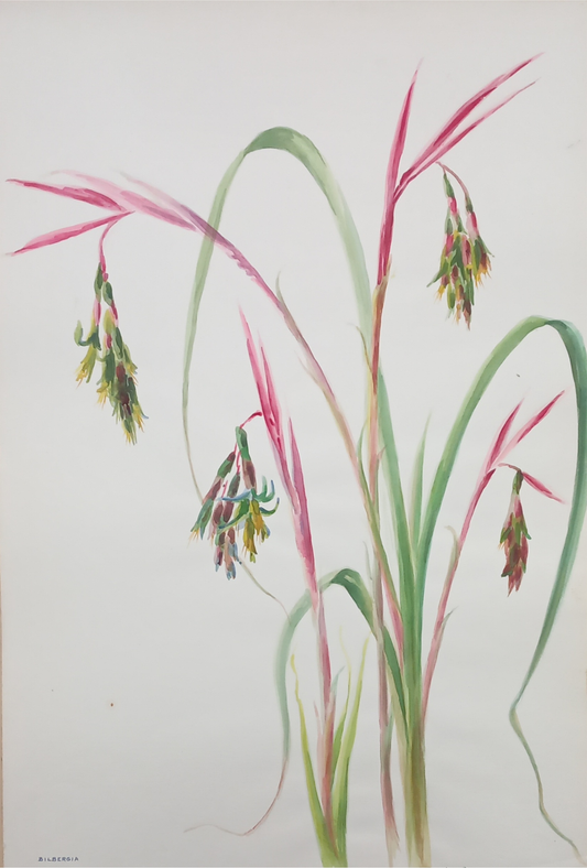 Suz Zurcher original watercolour artwork on artist paper depicting a Billbergia bromeliad with arching leaves and pink flower clusters