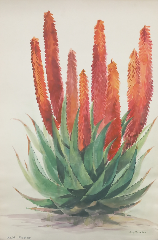 Suz Zurcher original watercolour artwork on artist paper depicting a bitter aloe with tall coral flower spikes and layered green leaves