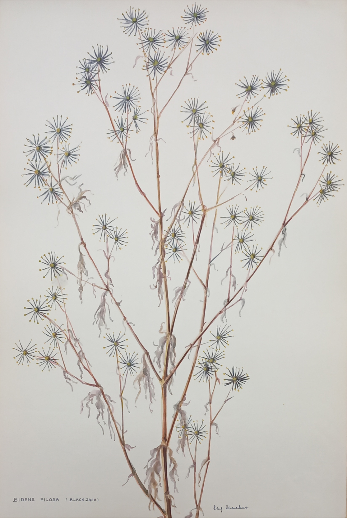 Suz Zurcher original watercolour artwork on artist paper depicting dried blackjack stems with distinctive radiating seed heads