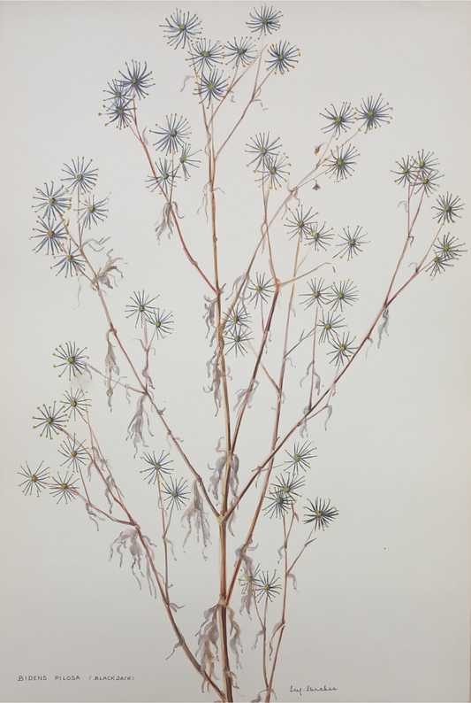 Suz Zurcher original watercolour artwork on artist paper depicting dried blackjack stems with distinctive radiating seed heads