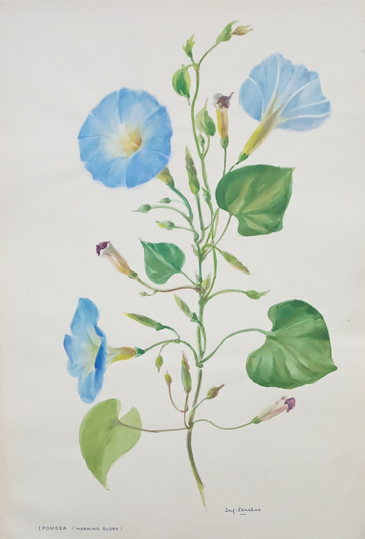 Suz Zurcher original watercolour artwork on artist paper depicting blue morning glory flowers with curling stems and green heart-shaped leaves