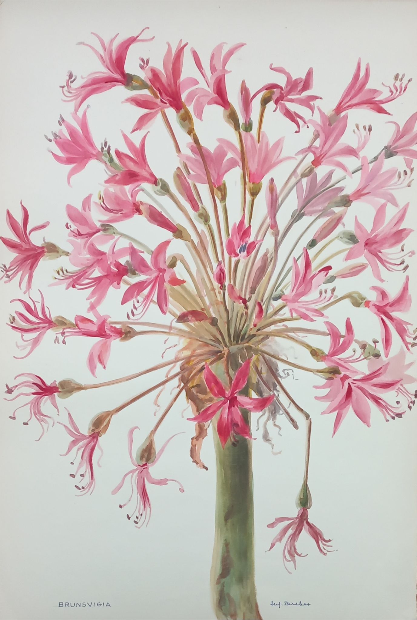 Suz Zurcher original watercolour artwork on artist paper depicting a pink Brunsvigia lily with radiating flowers and delicate stamens