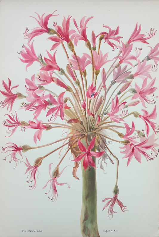 Suz Zurcher original watercolour artwork on artist paper depicting a pink Brunsvigia lily with radiating flowers and delicate stamens