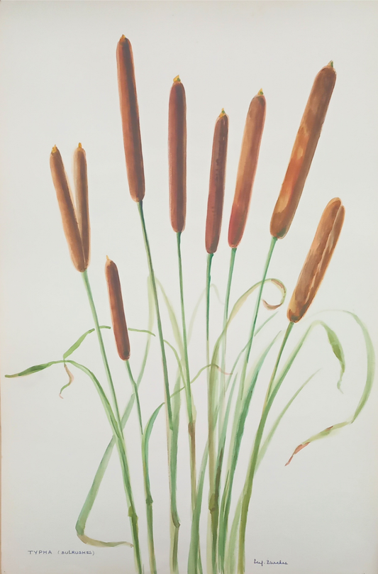 Suz Zurcher original watercolour artwork on artist paper depicting tall brown bulrushes with long flowing green leaves