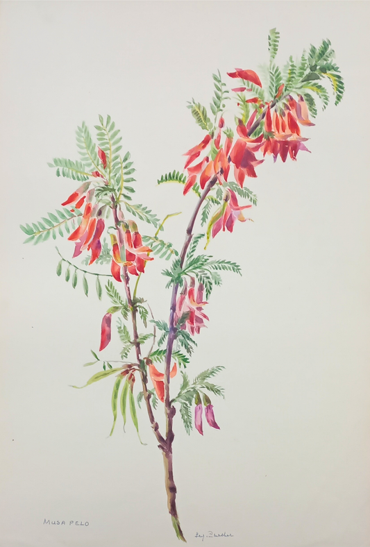 Suz Zurcher original watercolour artwork on artist paper depicting a flowering cancer bush with coral-red blooms and delicate green leaves