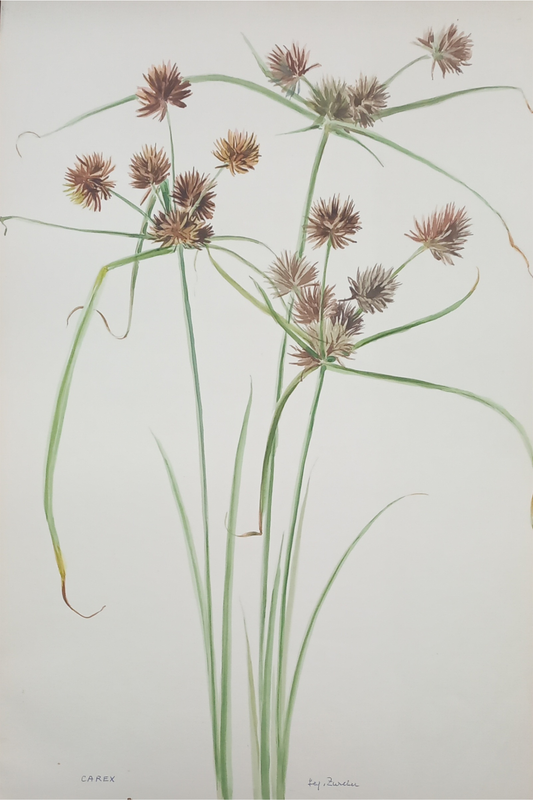 Suz Zurcher original watercolour artwork on artist paper depicting Carex sedge with slender green leaves and brown seed heads