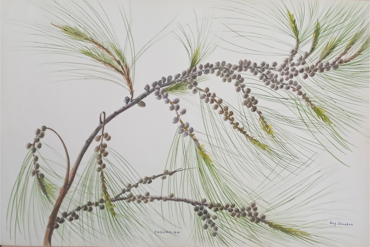 Suz Zurcher original watercolour artwork on artist paper depicting Casuarina cones and fine green branchlets