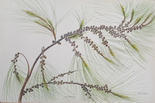 Suz Zurcher original watercolour artwork on artist paper depicting Casuarina cones and fine green branchlets