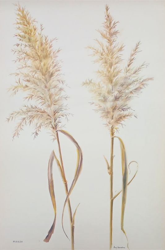 Suz Zurcher original watercolour artwork on artist paper depicting common reeds with tall stems and feathery cream-coloured seed heads