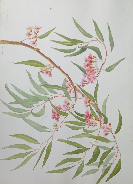 Suz Zurcher original watercolour artwork on artist paper depicting a flowering eucalyptus branch with slender leaves and pink blossoms