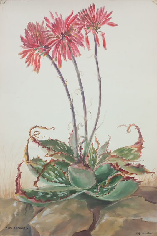 Suz Zurcher original watercolour artwork on artist paper depicting a flowering soap aloe with spotted leaves and coral blooms