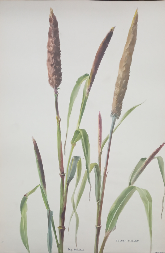 Suz Zurcher original watercolour artwork on artist paper depicting golden millet plants with tall stems and textured seed heads
