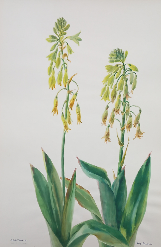 Suz Zurcher original watercolour artwork on artist paper depicting green-flowered Galtonia with hanging blooms and broad upright leaves