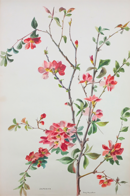 Suz Zurcher original watercolour artwork on artist paper depicting Japanese flowering quince branches with coral-red blossoms