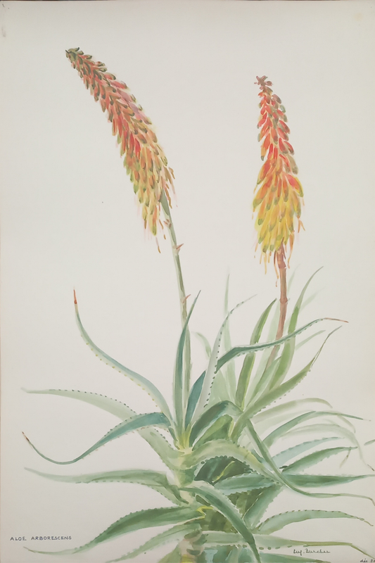Suz Zurcher original watercolour artwork on artist paper depicting a Krantz aloe with tall orange flower spikes and arching green leaves