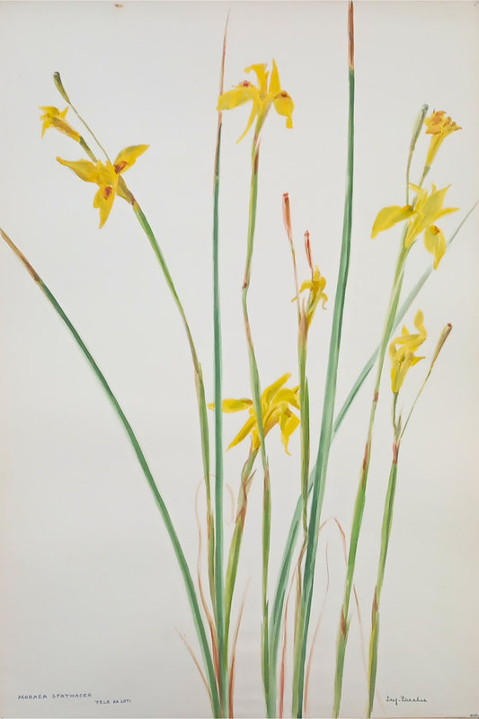 Suz Zurcher original watercolour artwork on artist paper depicting tall yellow moraea flowers with slender green stems and leaves