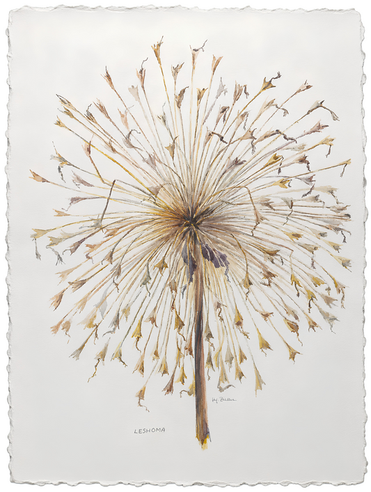 Suz Zurcher original watercolour artwork on artist paper depicting a dried Leshoma seed head with radiating stems and fine natural detail