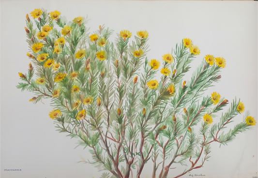 Suz Zurcher original watercolour artwork on artist paper depicting a Macowania shrub with fine foliage and golden-yellow flowers