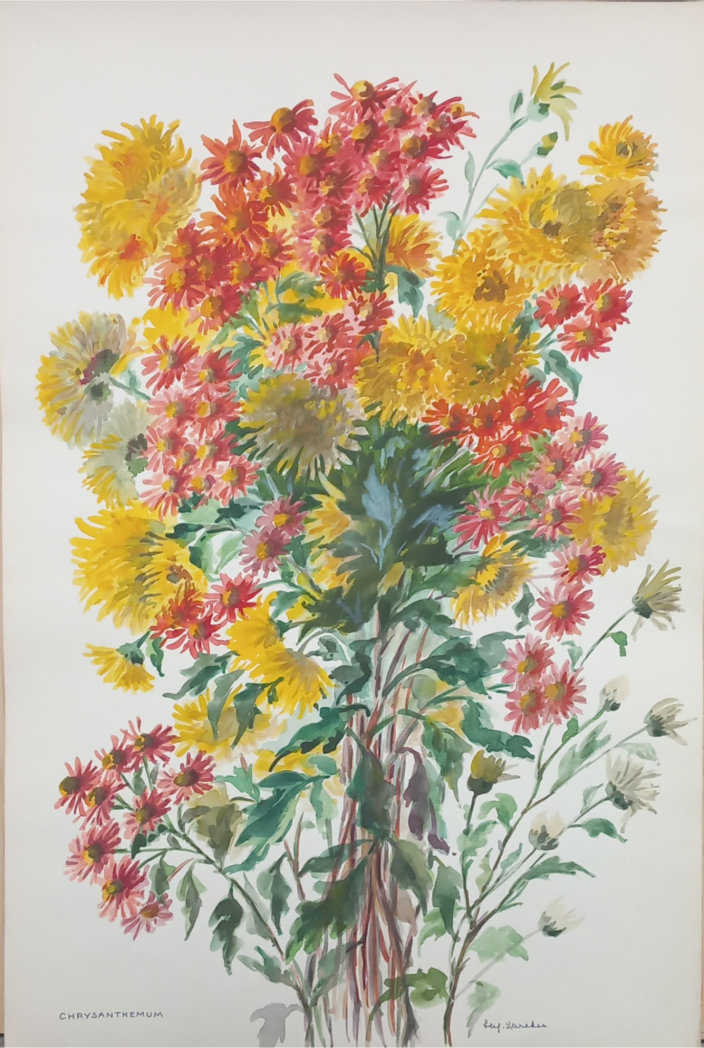 Suz Zurcher original watercolour artwork on artist paper depicting a full arrangement of yellow, pink and red chrysanthemums