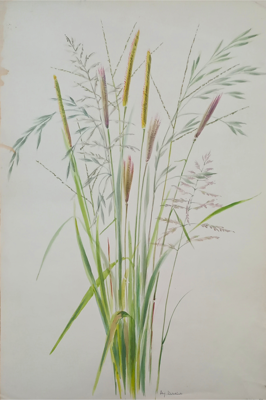 Suz Zurcher original watercolour artwork on artist paper depicting mixed South African veld grasses with varied stems, leaves and seed heads
